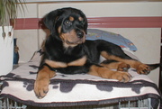 honden foto van Yutha 