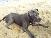 honden foto van Rachella