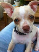 honden foto van Nikki