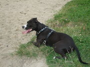 honden foto honden foto van Dollie dol