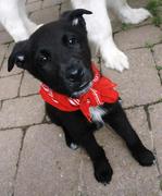 honden foto van Maxime