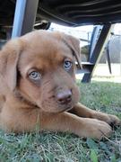 honden foto van Lorreen