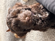 honden foto van Suus & baasje 