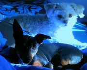 honden foto van Boeffie.