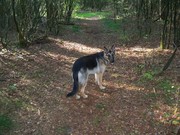 honden foto van jaap