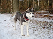 honden foto van tifo