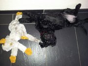 honden foto van Heidi Geerdink