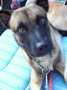 honden foto van Mandy