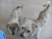 honden foto van lianne