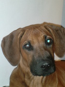 honden foto van ilse