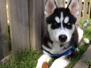 honden foto van marisca