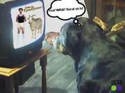 honden foto van layla