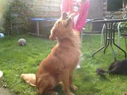 honden foto van Alexander