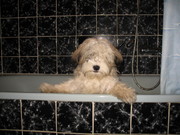 honden foto van hendriks