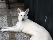 honden foto honden foto van Anita en Kaylee