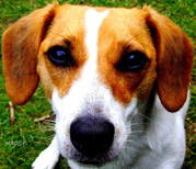 honden foto van Jack-Beagle