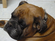 honden foto honden foto van Noella koopman