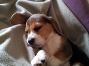 honden foto van Lexie