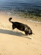 honden foto van Nicole