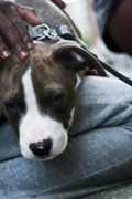 honden foto van richie