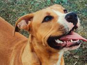 honden foto van Catherine