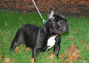 honden foto van Pascal