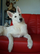 honden foto honden foto van Pia Groenman