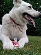 honden foto van Giulia