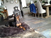 honden foto van patricia