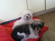 honden foto van Marit-Anne