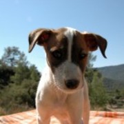 honden foto van lucia