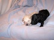 honden foto honden foto van honey