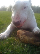 honden foto van Marit Hendriksen