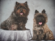 honden foto van Mazzel