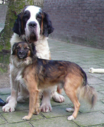 honden foto van Anneke