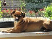 honden foto honden foto van rene