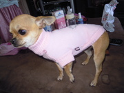 honden foto van Cindy