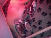 honden foto van Robbert