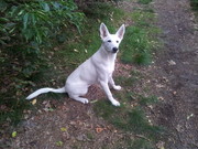 honden foto van maxxx