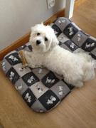 honden foto van charlotte