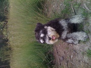 honden foto van sparky