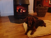 honden foto van Sjoerd