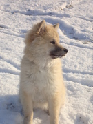 honden foto van mirjam