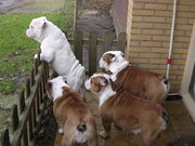 honden foto van Mirjam