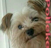 honden foto van Polly <3