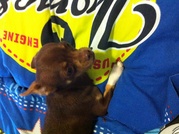 honden foto van Wendy