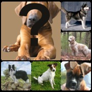 honden foto van Manja