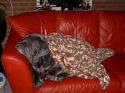 honden foto van Eduard Wittenberg