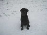honden foto van jolanda