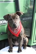 honden foto van CorrieCornet